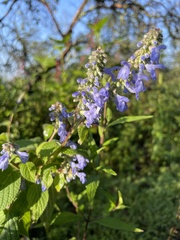 Salvia polystachia