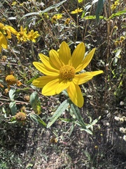 Helianthinae