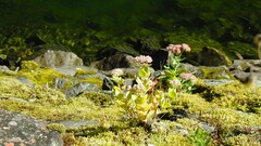 Hylotelephium maximum × spectabile