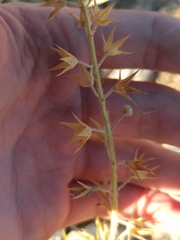 Teucrium pseudochamaepitys