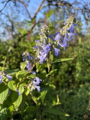 Salvia polystachia