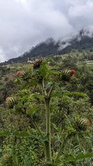 Cirsium subcoriaceum
