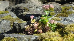 Hylotelephium maximum × spectabile