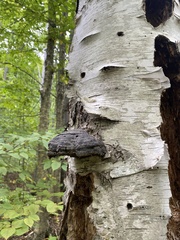 Phellinus tremulae