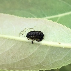 Plagiodera versicolora
