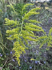 Solidagininae