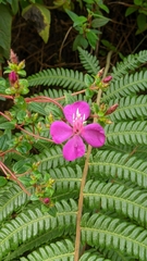 Tibouchina
