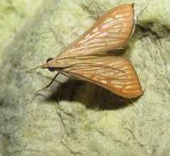 Antigastra catalaunalis