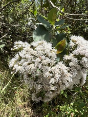 Ageratina glyptophlebia