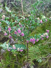 Indigofera superba