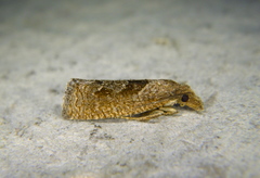 Pelochrista similiana