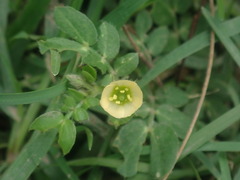 Kallstroemia