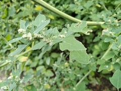 Chenopodium opulifolium