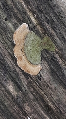 Stereum subtomentosum