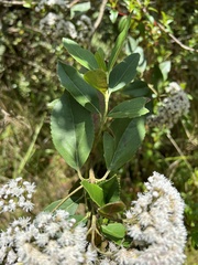 Ageratina glyptophlebia