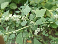 Chenopodium opulifolium