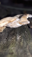 Stereum subtomentosum