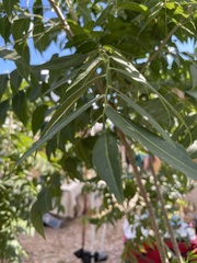Pistacia chinensis