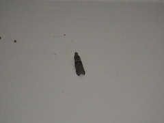 Euzophera semifuneralis