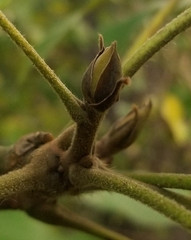 Carya tomentosa