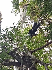 Alouatta pigra