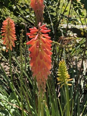 Kniphofia uvaria