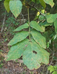 Carya tomentosa