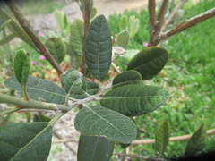 Feijoa