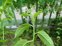 Heliotropium sarmentosum