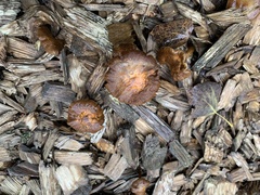 Gymnopilus luteofolius