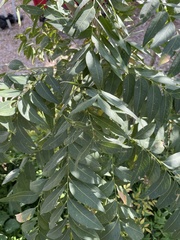 Pistacia chinensis