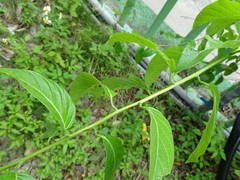 Heliotropium sarmentosum