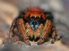 Phidippus nikites