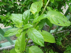 Heliotropium sarmentosum