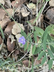 Vicia sativa