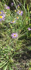 Dieteria canescens