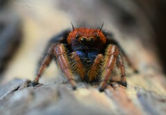 Phidippus nikites
