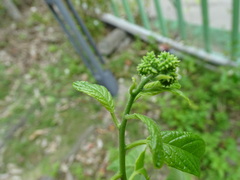 Heliotropium sarmentosum