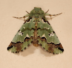 Pansemna beryllodes