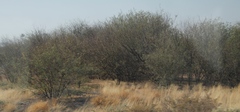 Prosopis glandulosa