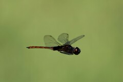 Tauriphila australis