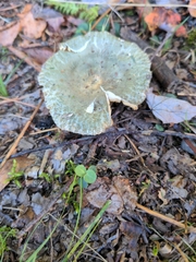Virescentinae