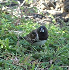 Spermestes cucullata