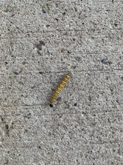 Uresiphita