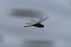 Tauriphila australis