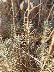 Helichrysum stoechas