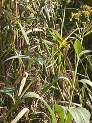 Ocyptamus fuscipennis