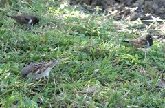 Spermestes cucullata