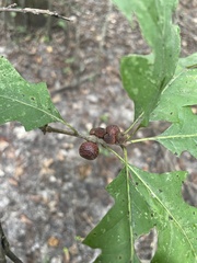 Kokkocynips imbricariae