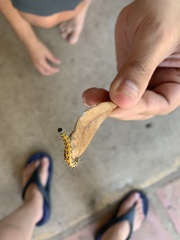 Uresiphita